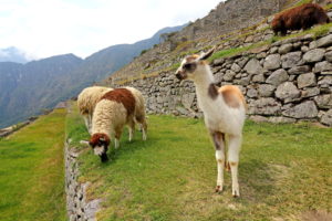 Mountain terrace with lamas in the ruin town of Machu Picchu over the Urubamba valley near Aguas Calientes, Andes highland, Peru, UNESCO-world cultural heritage Mountain terrace with lamas in the ruin town of Machu Picchu over the Urubamba valley near Aguas Calientes, Andes highland, Peru, UNESCO-world cultural heritage